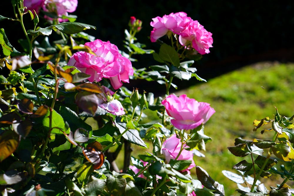 peonías rosadas