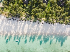 aerial photography of green-leafed plant