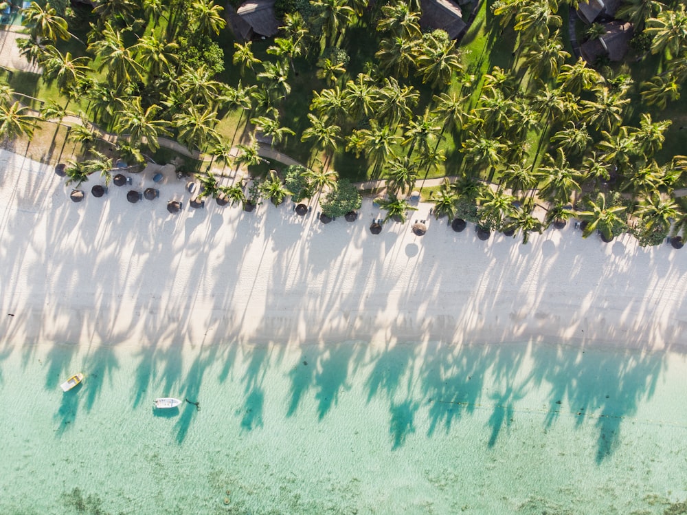 Fotografía aérea de una planta de hojas verdes