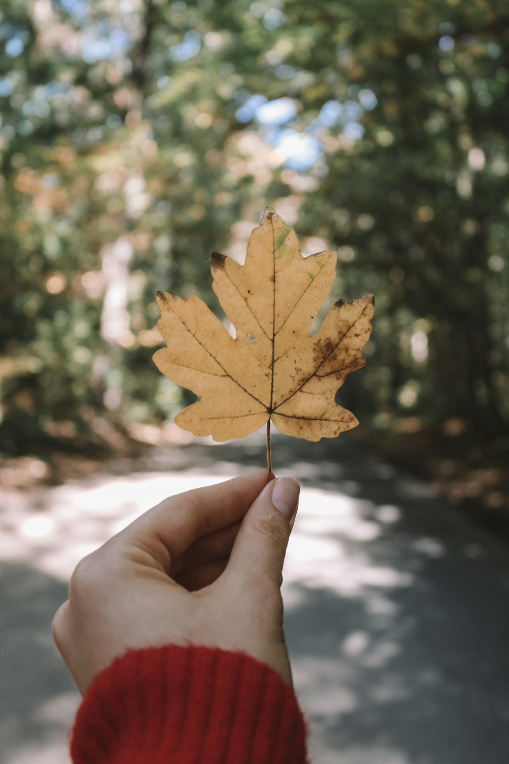 person holding maple leaf