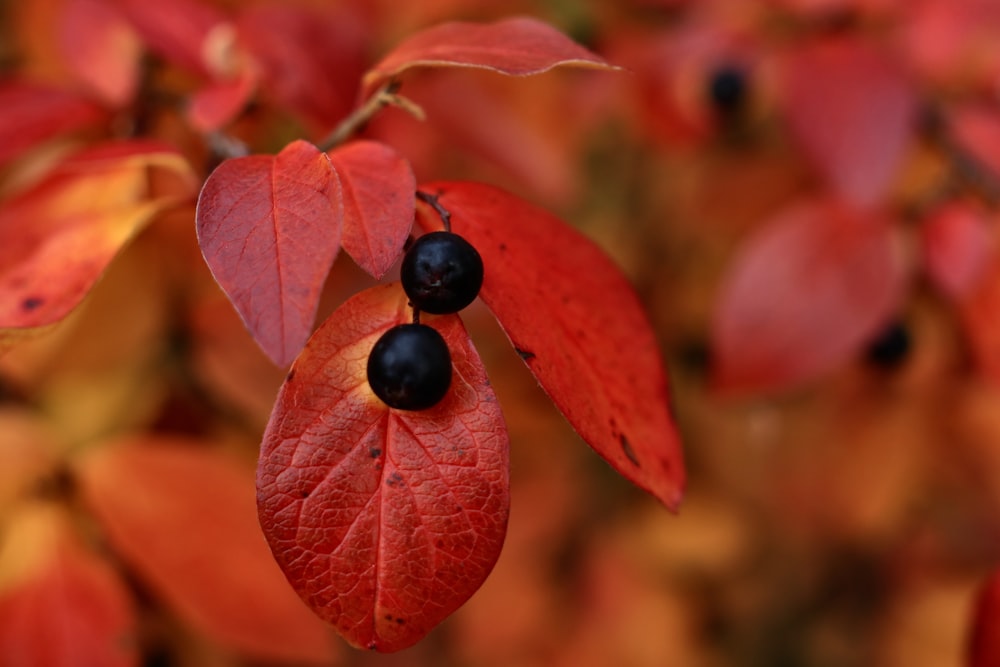 black berries