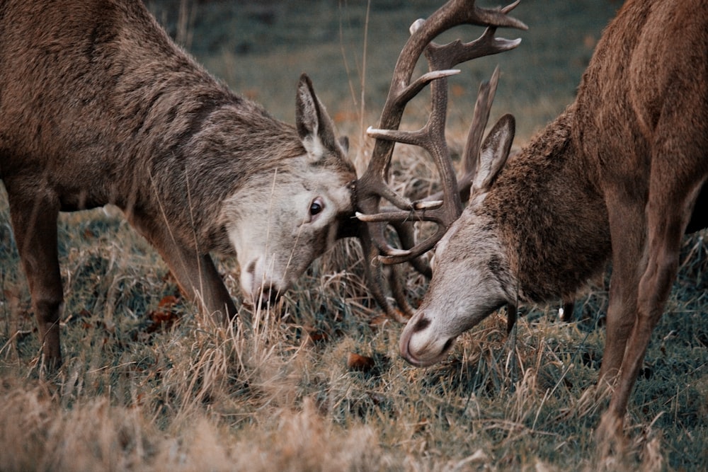 a couple of deer standing on top of a grass covered field