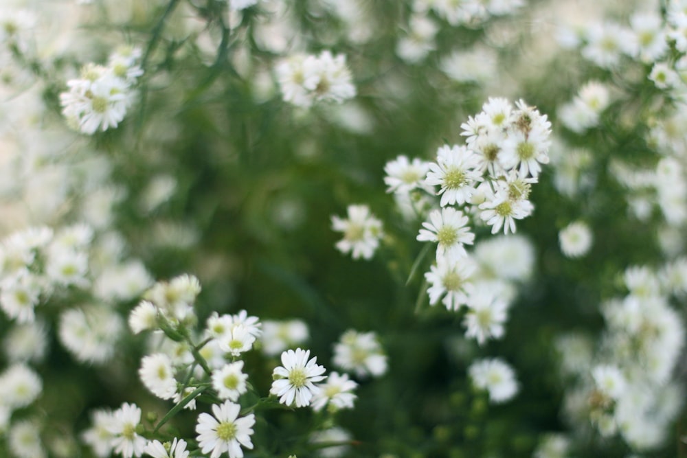 white-petaled flower