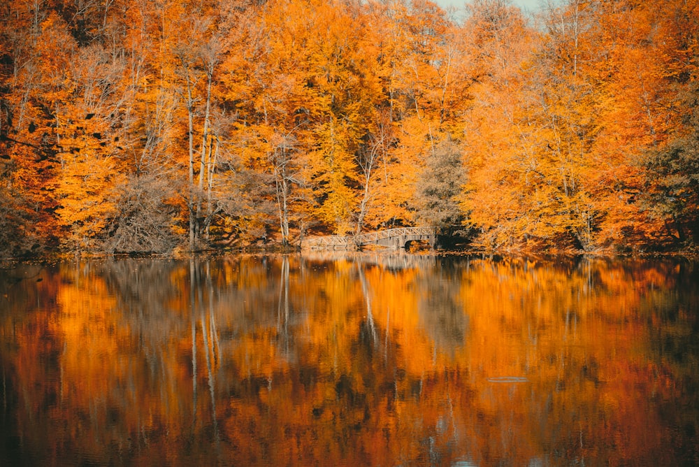 orange and yellow leafed trees