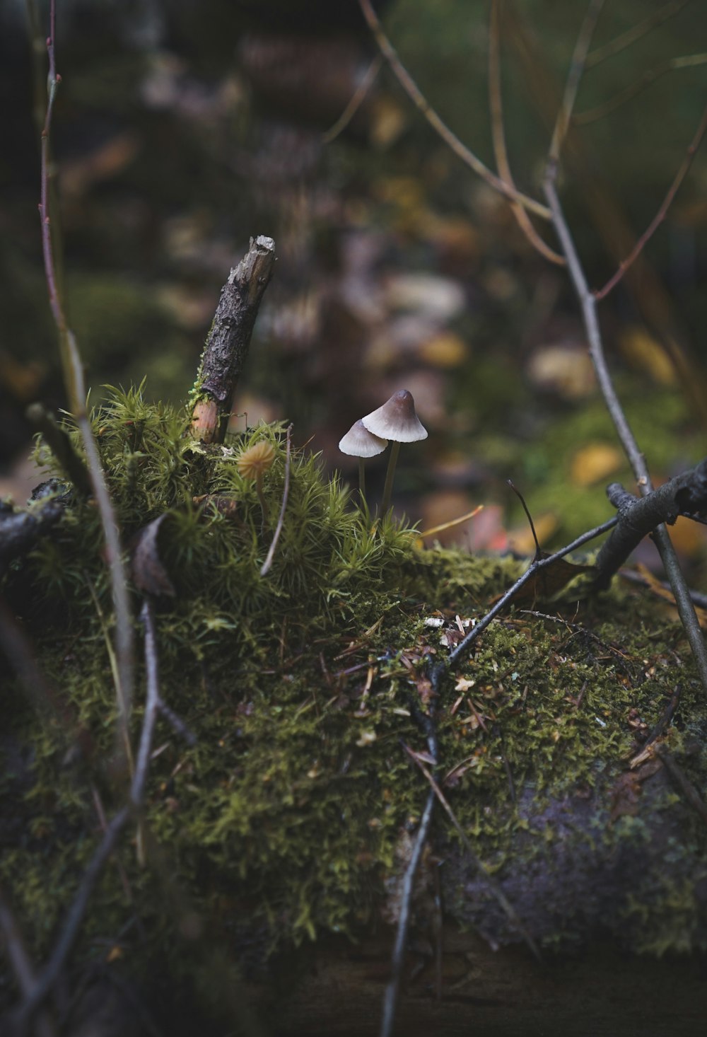 brown wild mushrooms