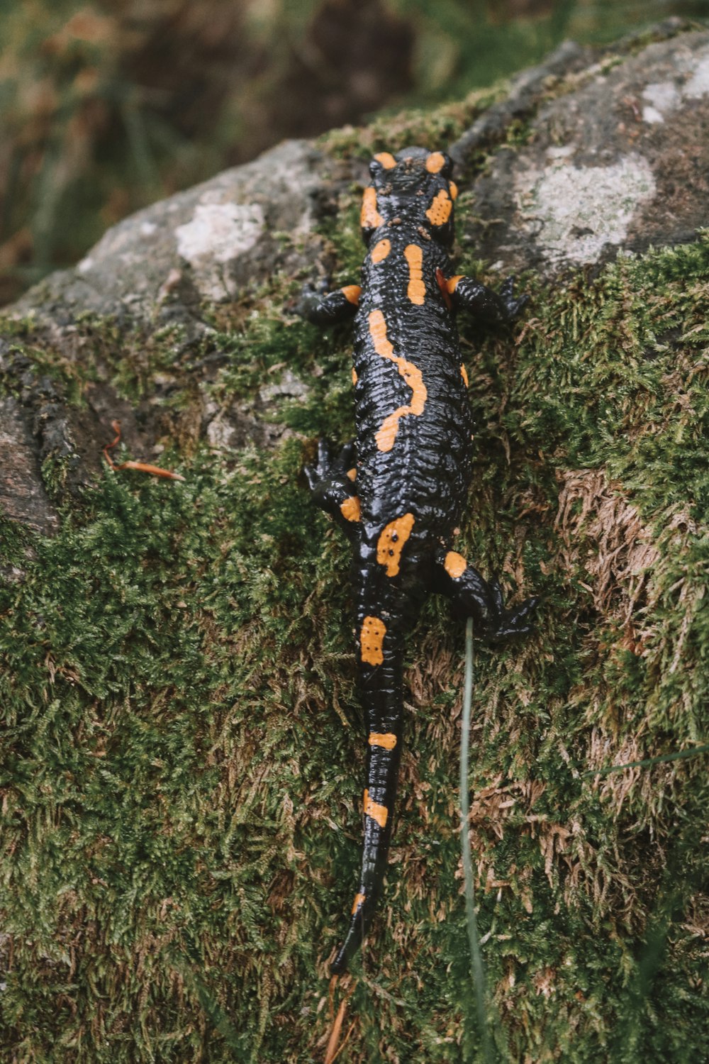 black and brown reptile