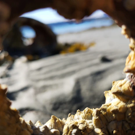 Close-up of barnacles and algae being removed from a yacht hull by a professional diver.
