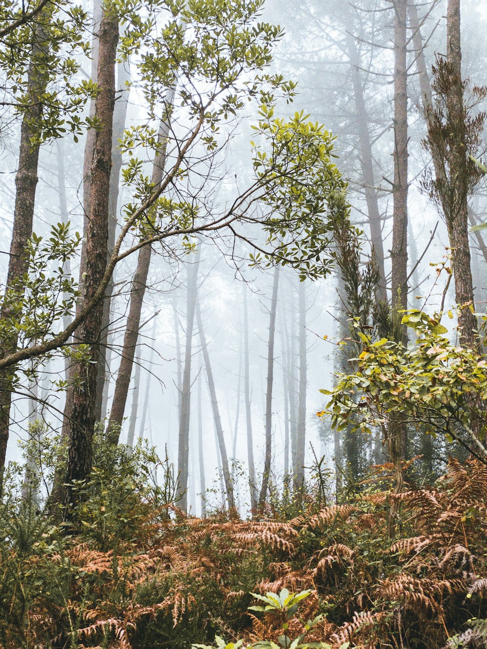 foggy forest