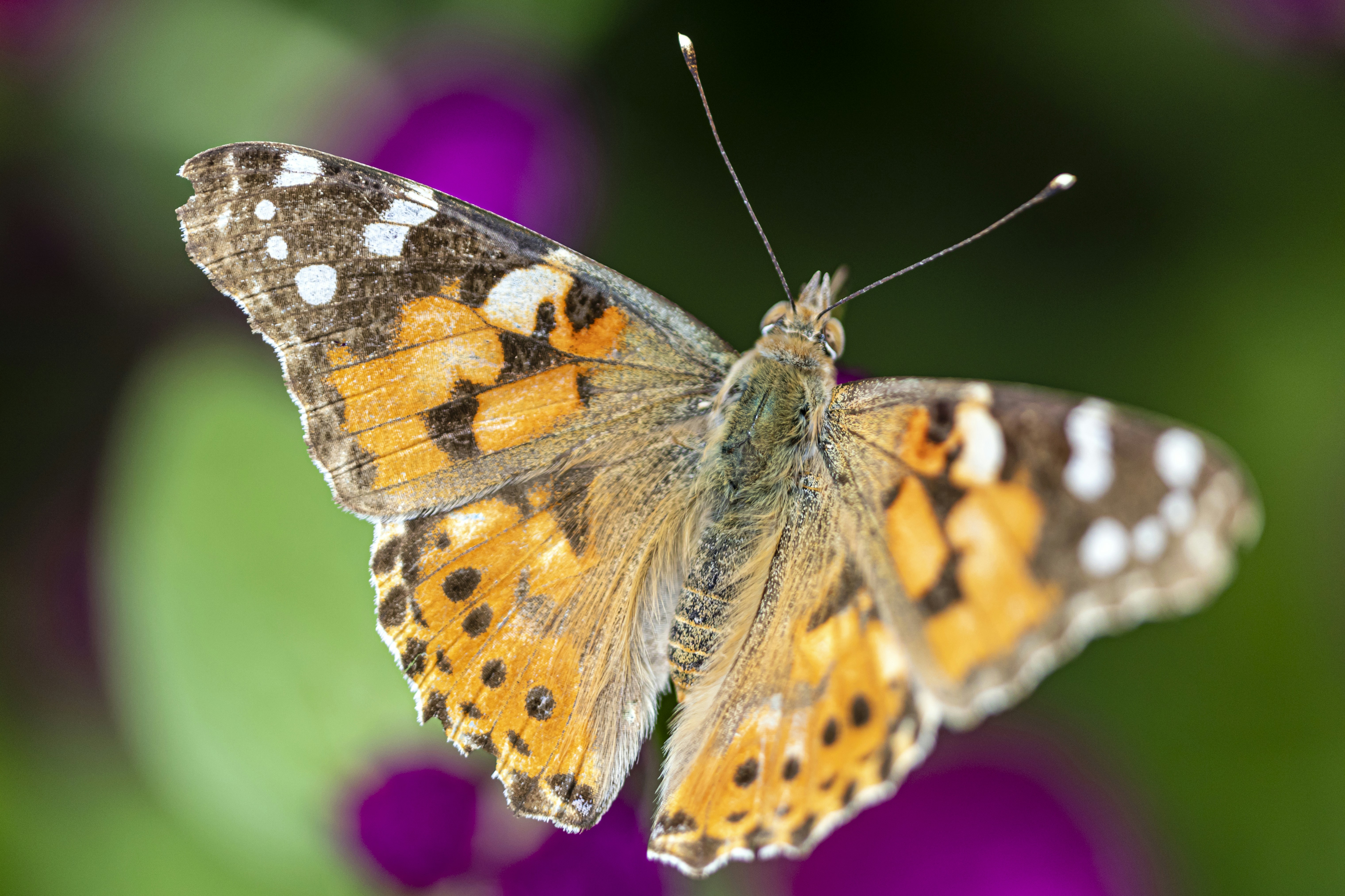 Photo by hulkiokantabak