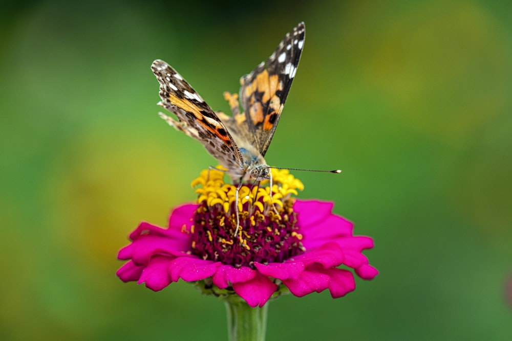 farfalla su fiore dai petali rosa