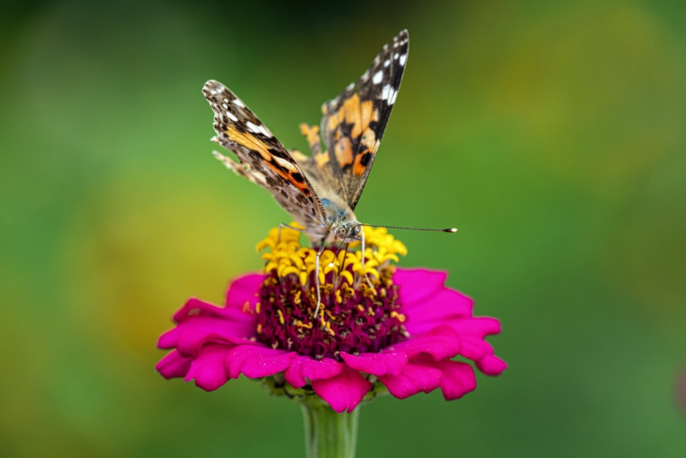 butterfly on pink petaled flower