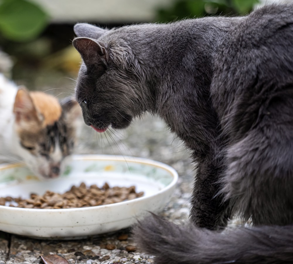 Los gatos comen alimentos