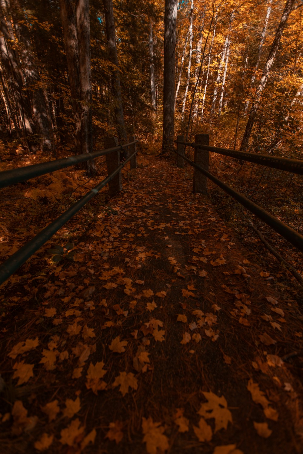 a path in the woods with leaves on the ground