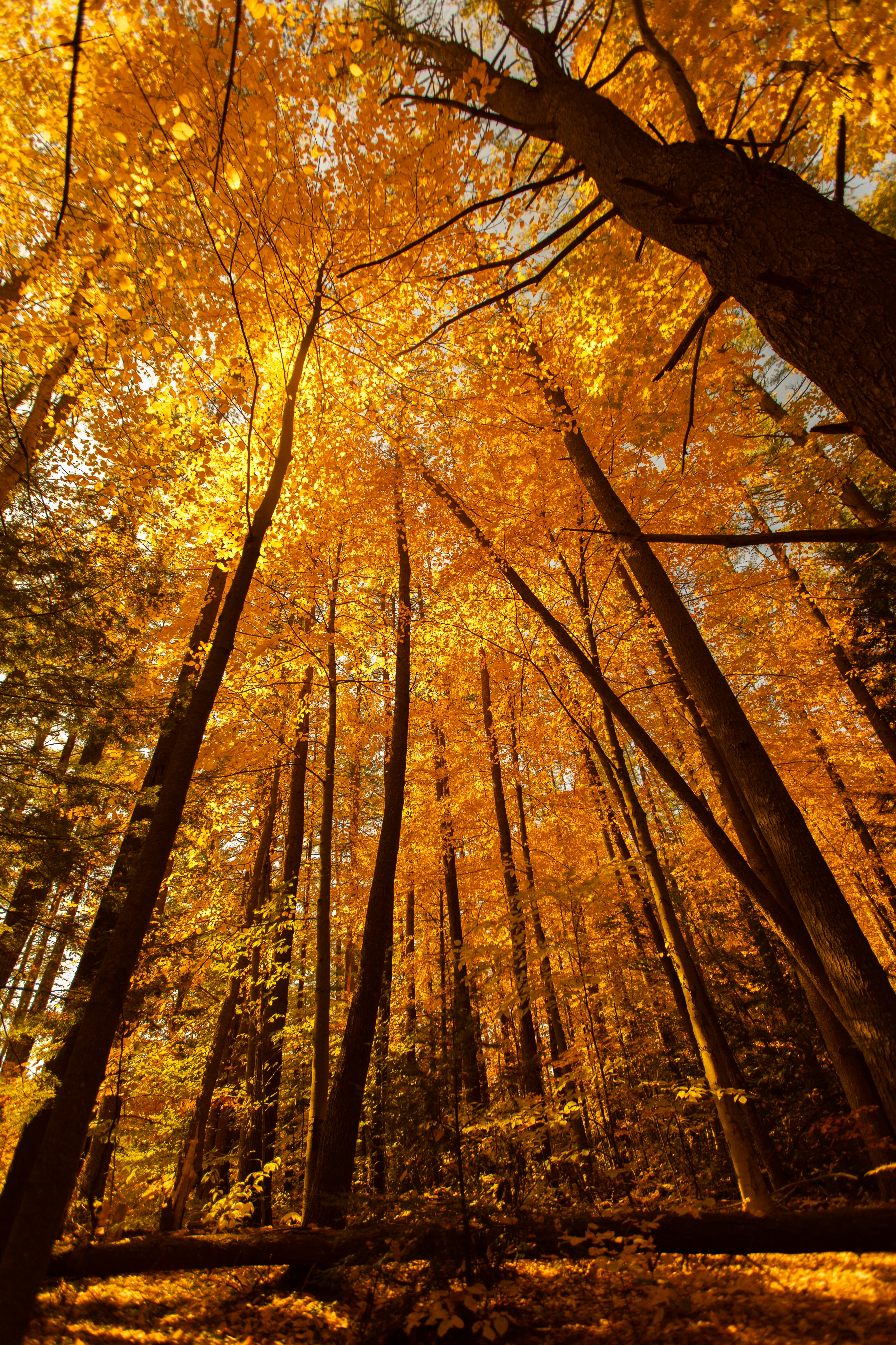 low-light photo of tall treees