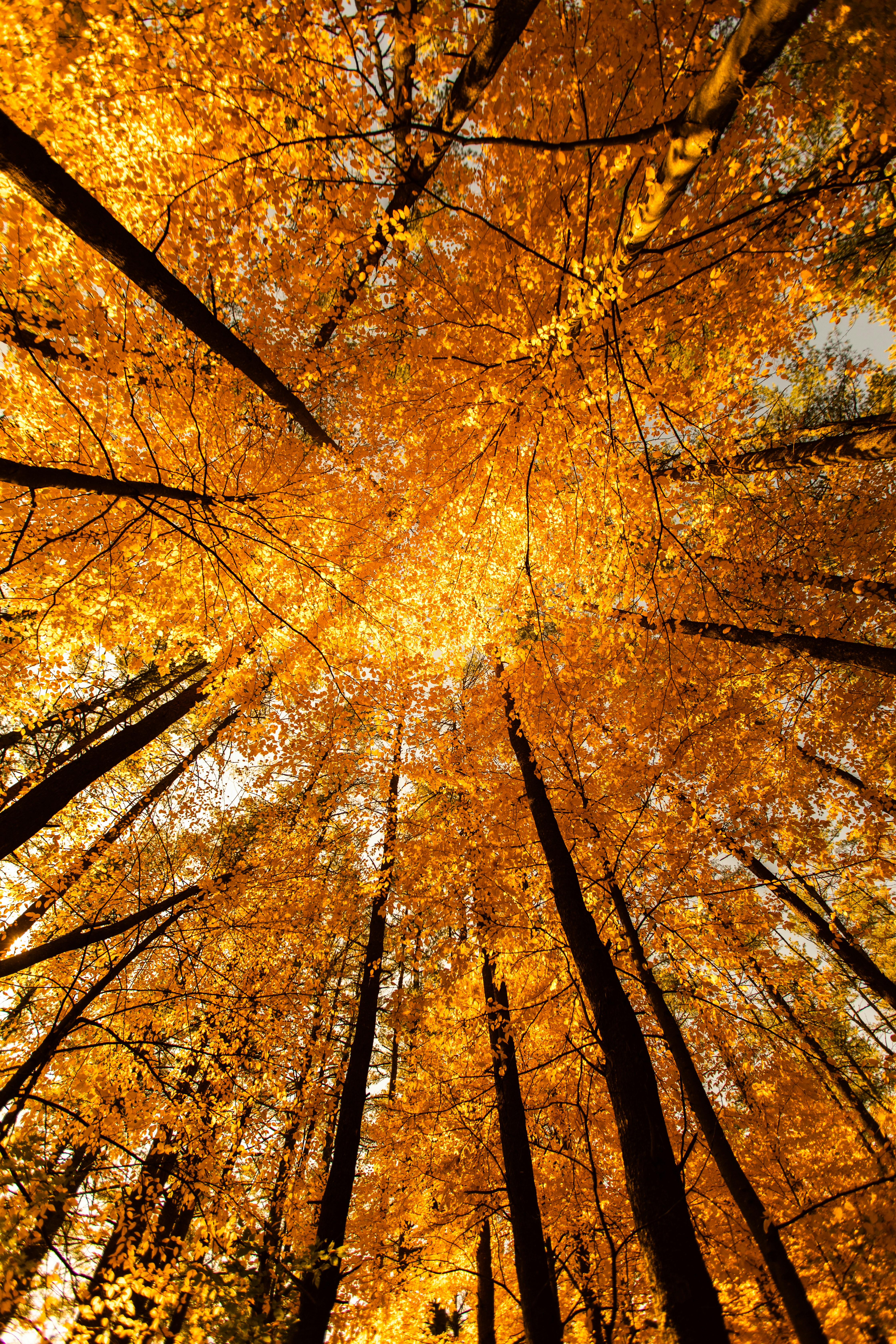 orange leafy tree canopy