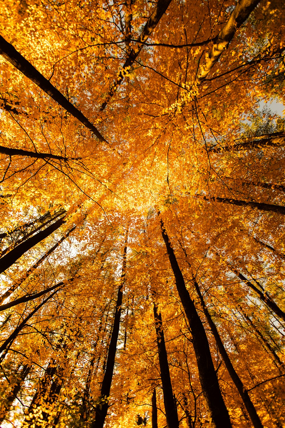 orange leafy tree canopy