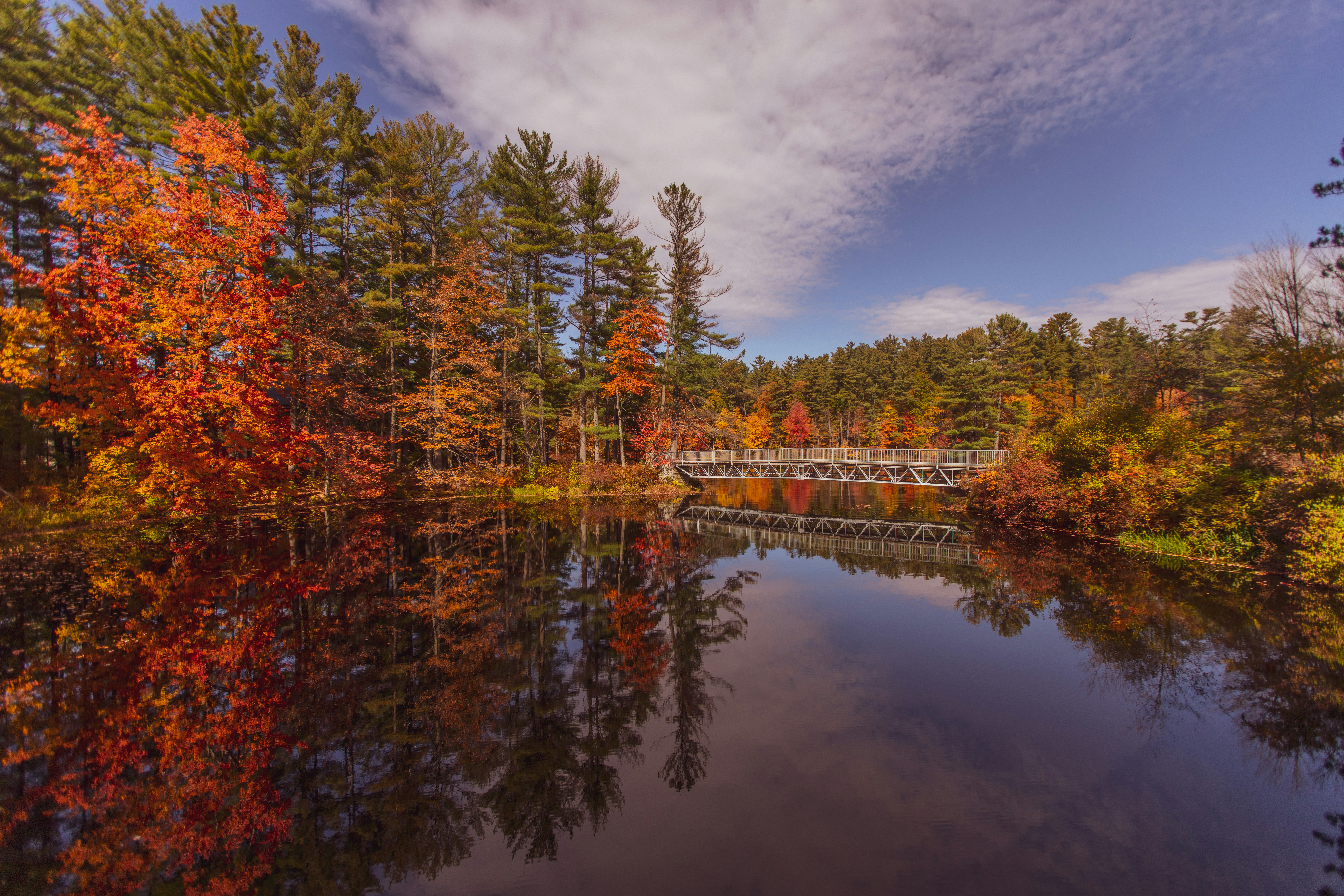 orange and green leafed trees near body of water