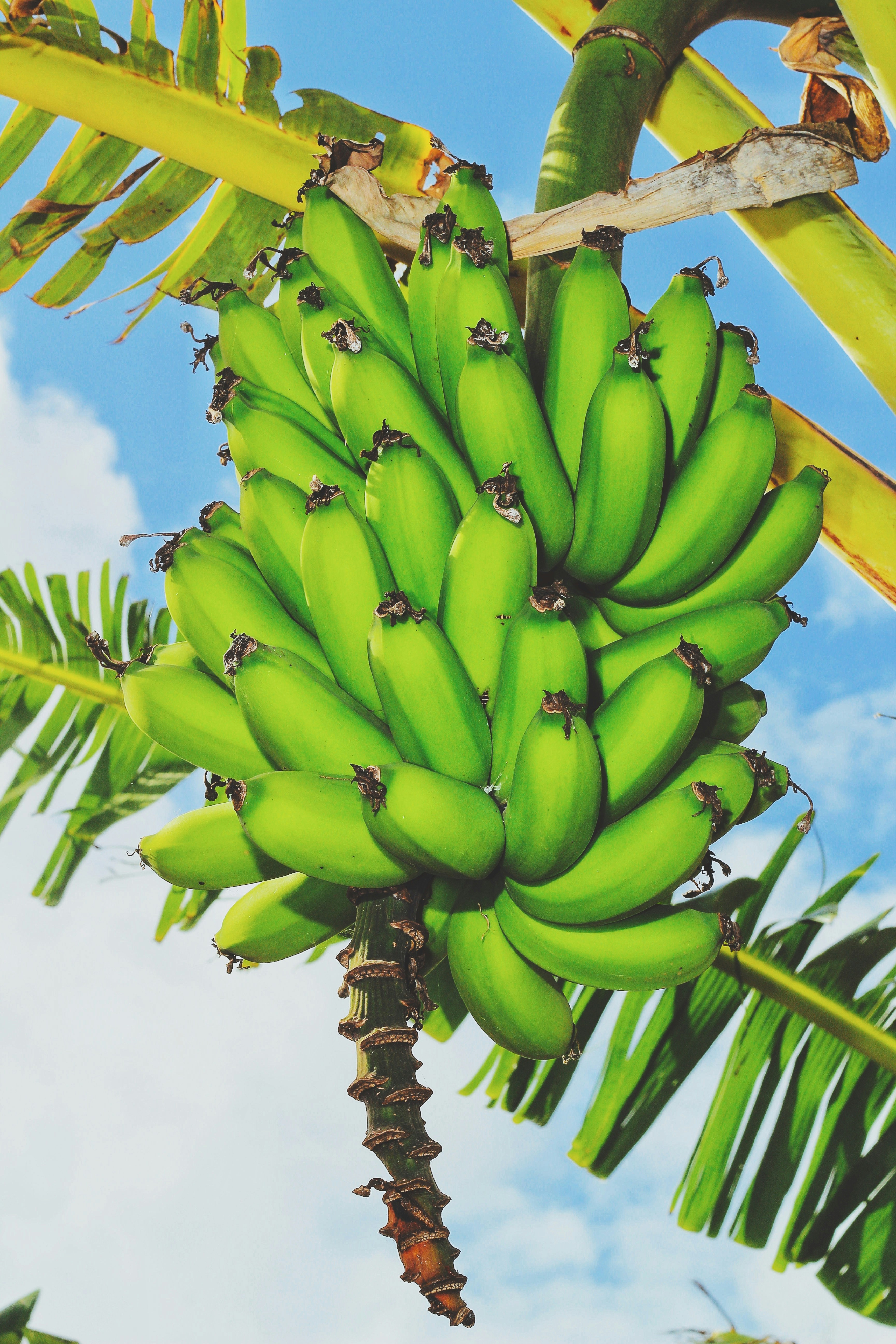 Tropical bananas