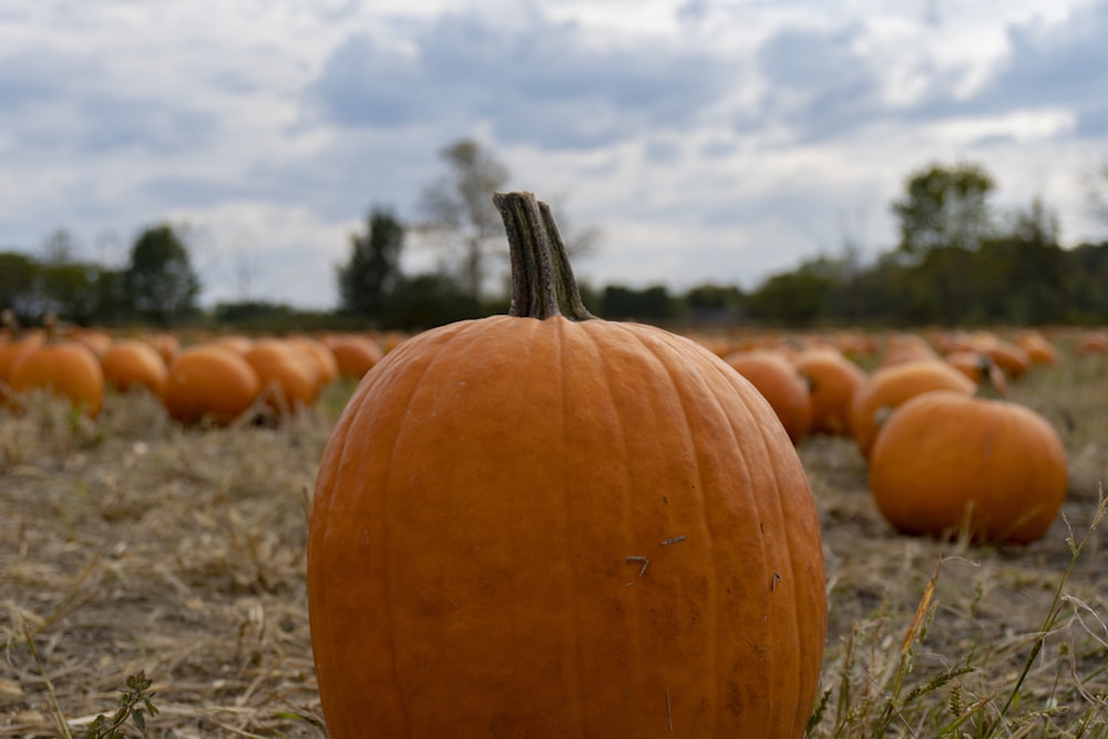 orange pumpkins close-up photography