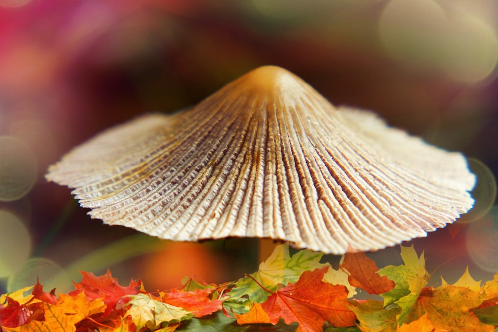 white and brown mushroom close-up photography