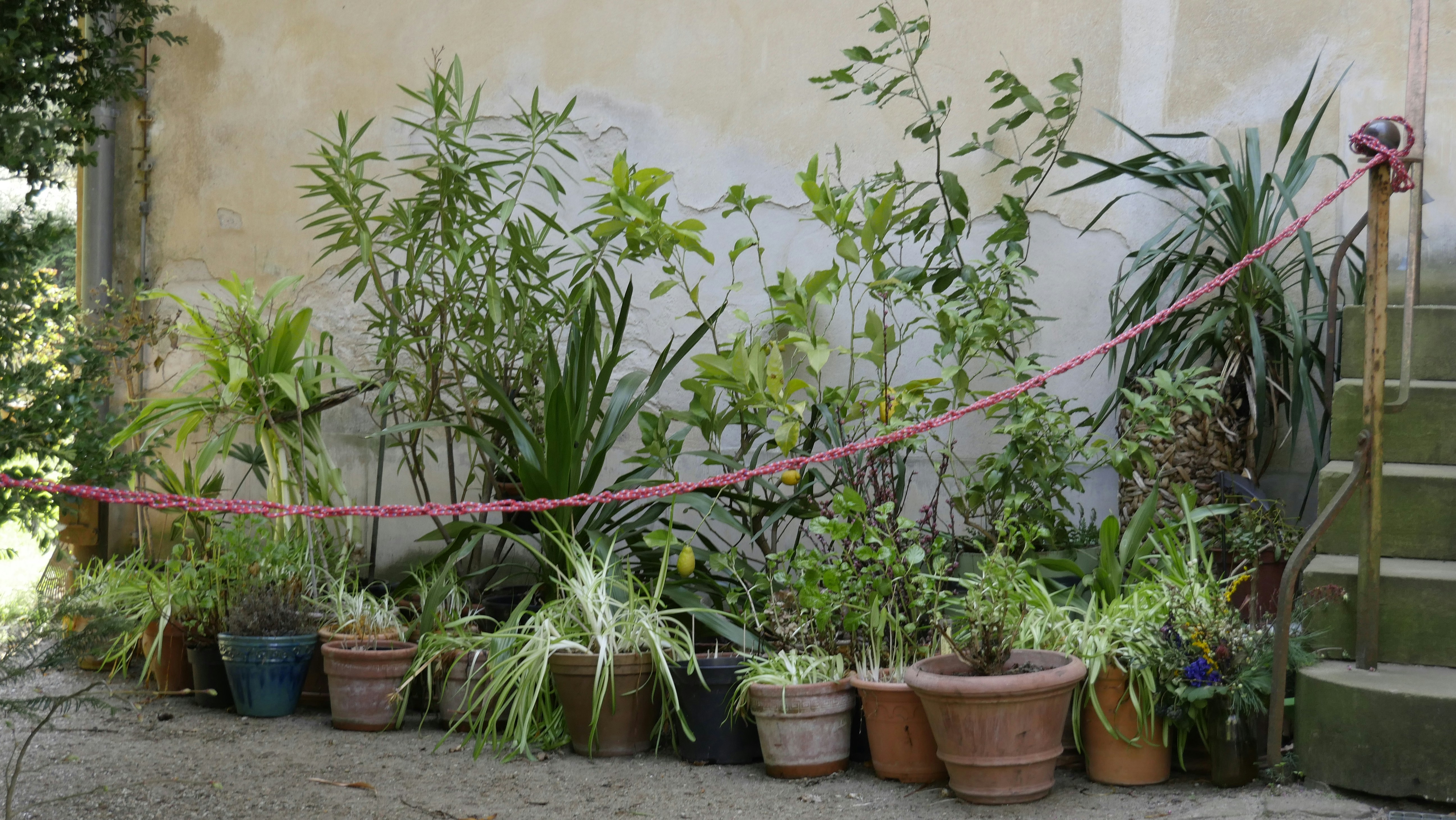 pile of green leafed plants