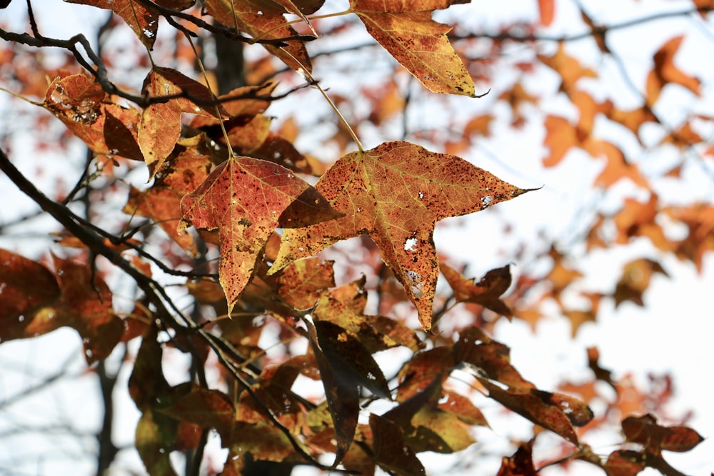 shallow focus photo of brown leaves