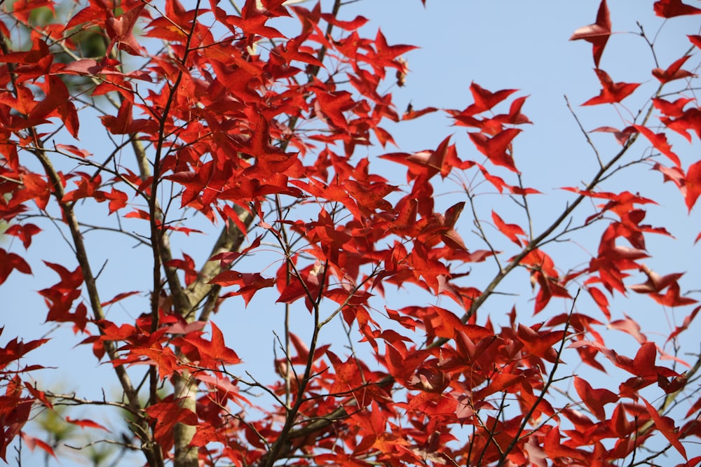 red leafed tree