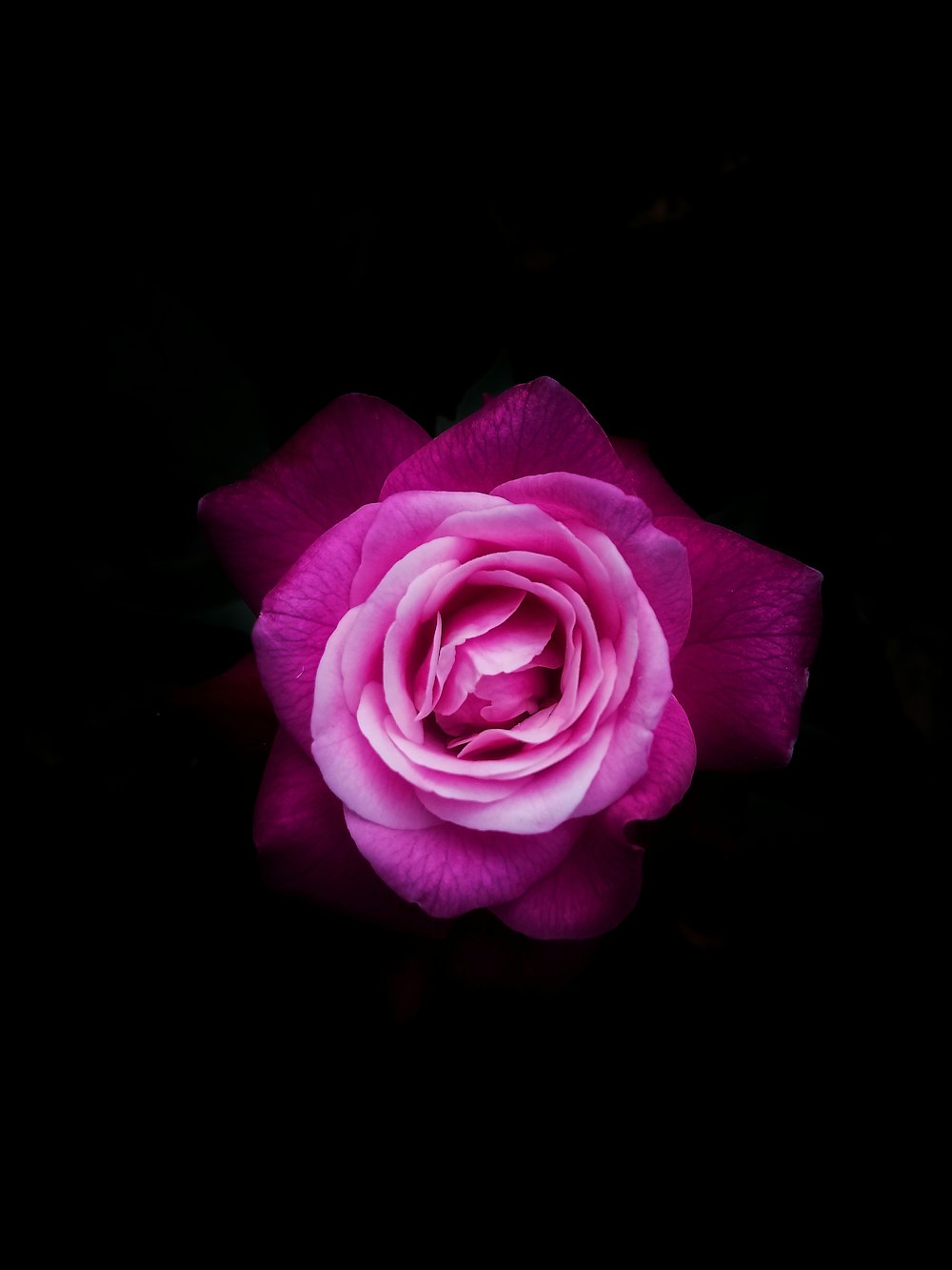 shallow focus photo of purple flower