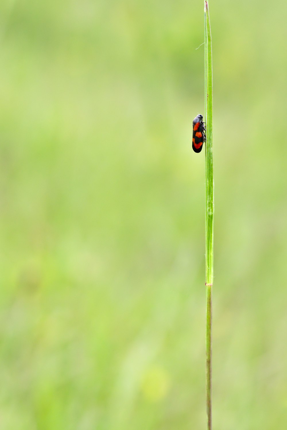 selective focus photography of a red insect on green grass