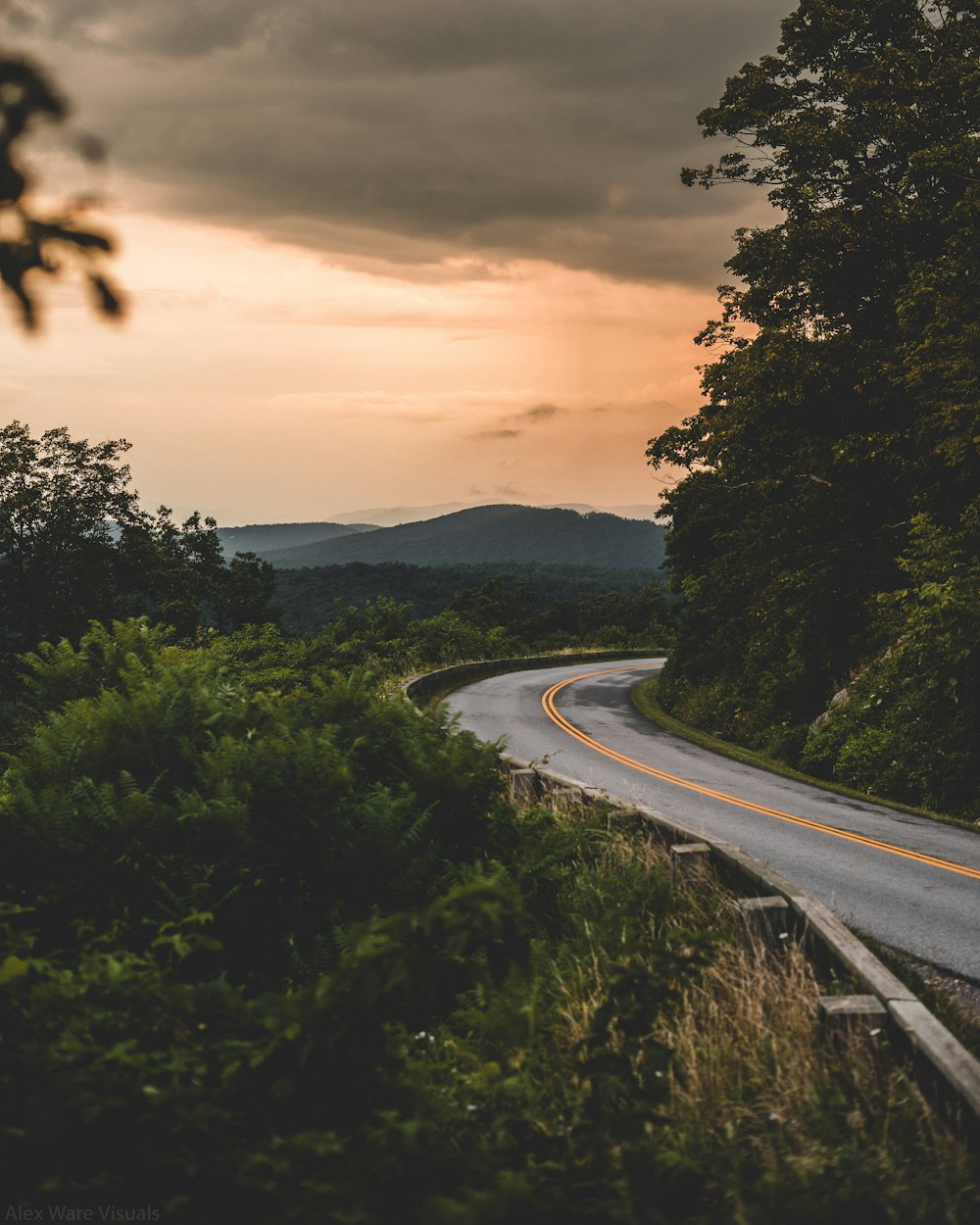 road and trees during day