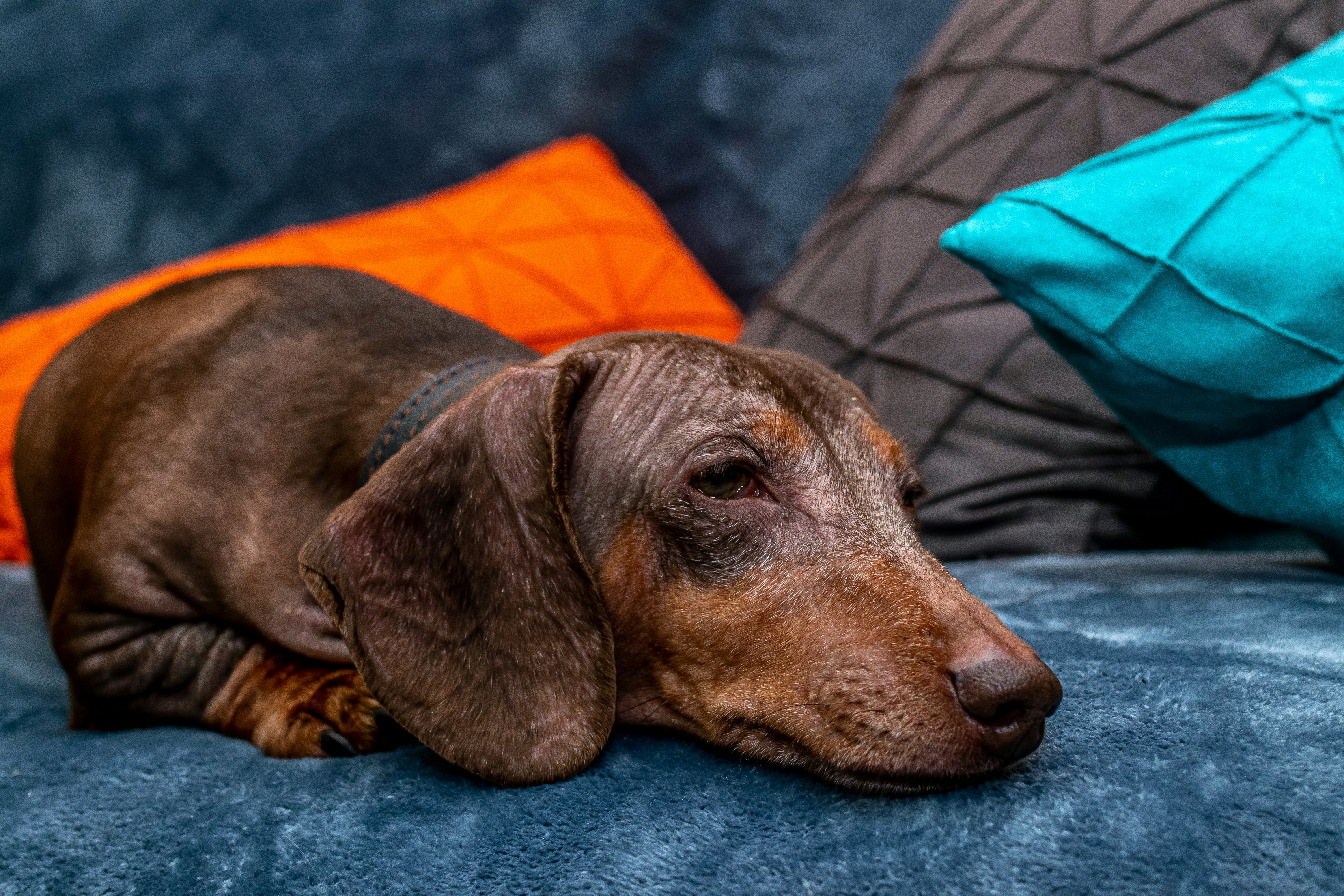 Top 5 Comfort Items for Your Adorable Wiener Dog