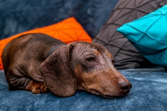 A dachshund lies comfortably on a blue couch surrounded by colorful pillows. The dog's eyes appear relaxed as it rests its head on the plush surface.