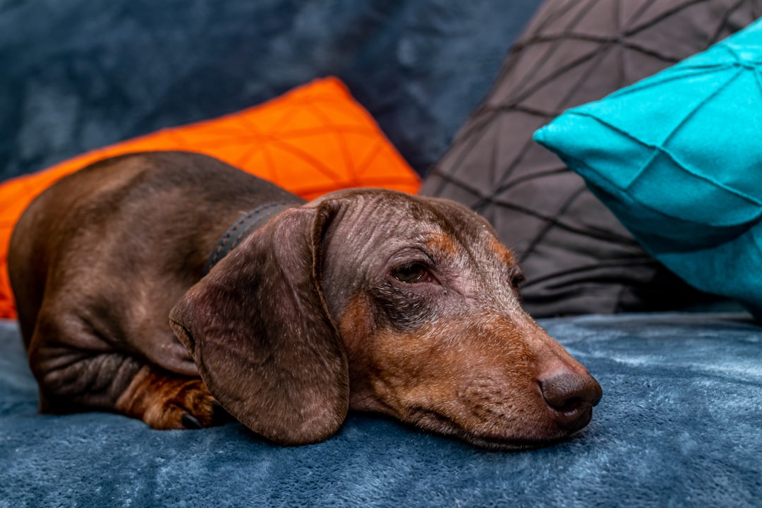 short-coat brown dog lying on grey textile