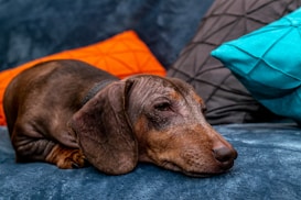 A dachshund lies comfortably on a blue couch surrounded by colorful pillows. The dog's eyes appear relaxed as it rests its head on the plush surface.
