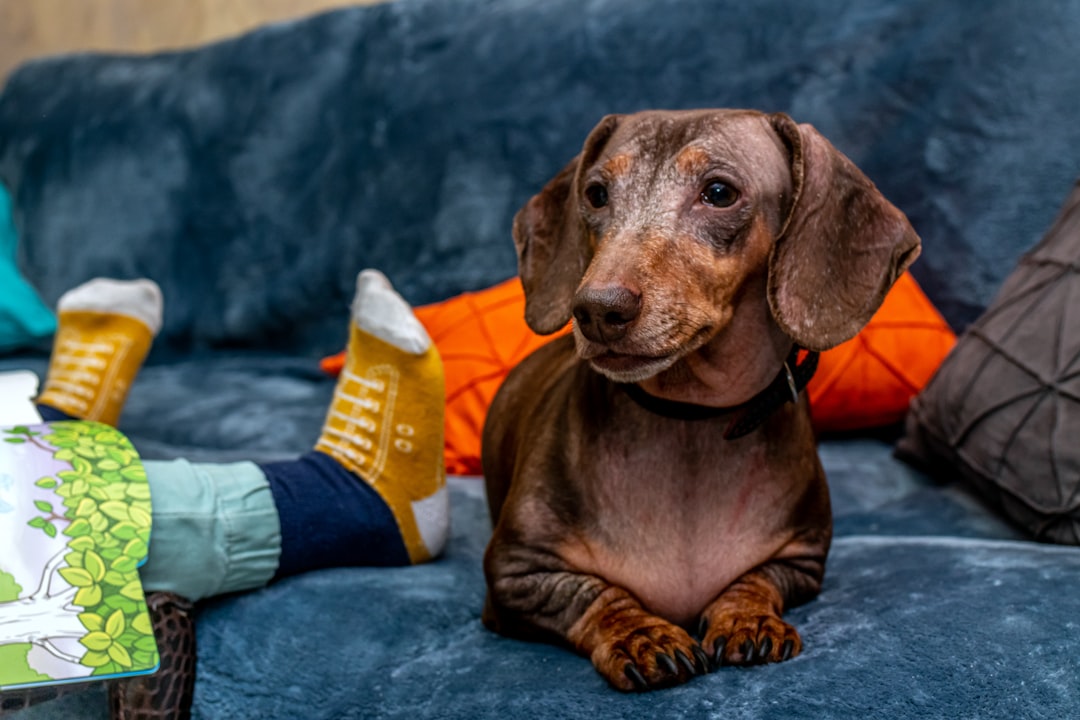 short-coat brown dog in close-up photography