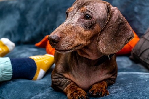 A brown dachshund dog sits on a teal velvet sofa with its attention focused to the side. The dog has large, floppy ears and a smooth coat. Nearby, a person wearing yellow and navy socks can be partially seen, creating a cozy indoor setting.