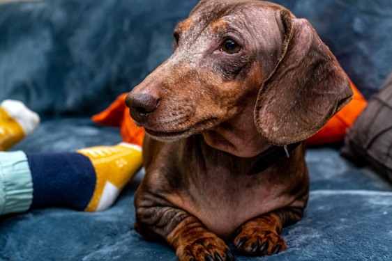 A cozy scene showing a dachshund wearing a stylish collar among colorful accessories.