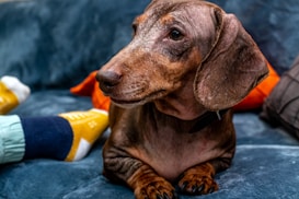 A brown dachshund dog sits on a teal velvet sofa with its attention focused to the side. The dog has large, floppy ears and a smooth coat. Nearby, a person wearing yellow and navy socks can be partially seen, creating a cozy indoor setting.