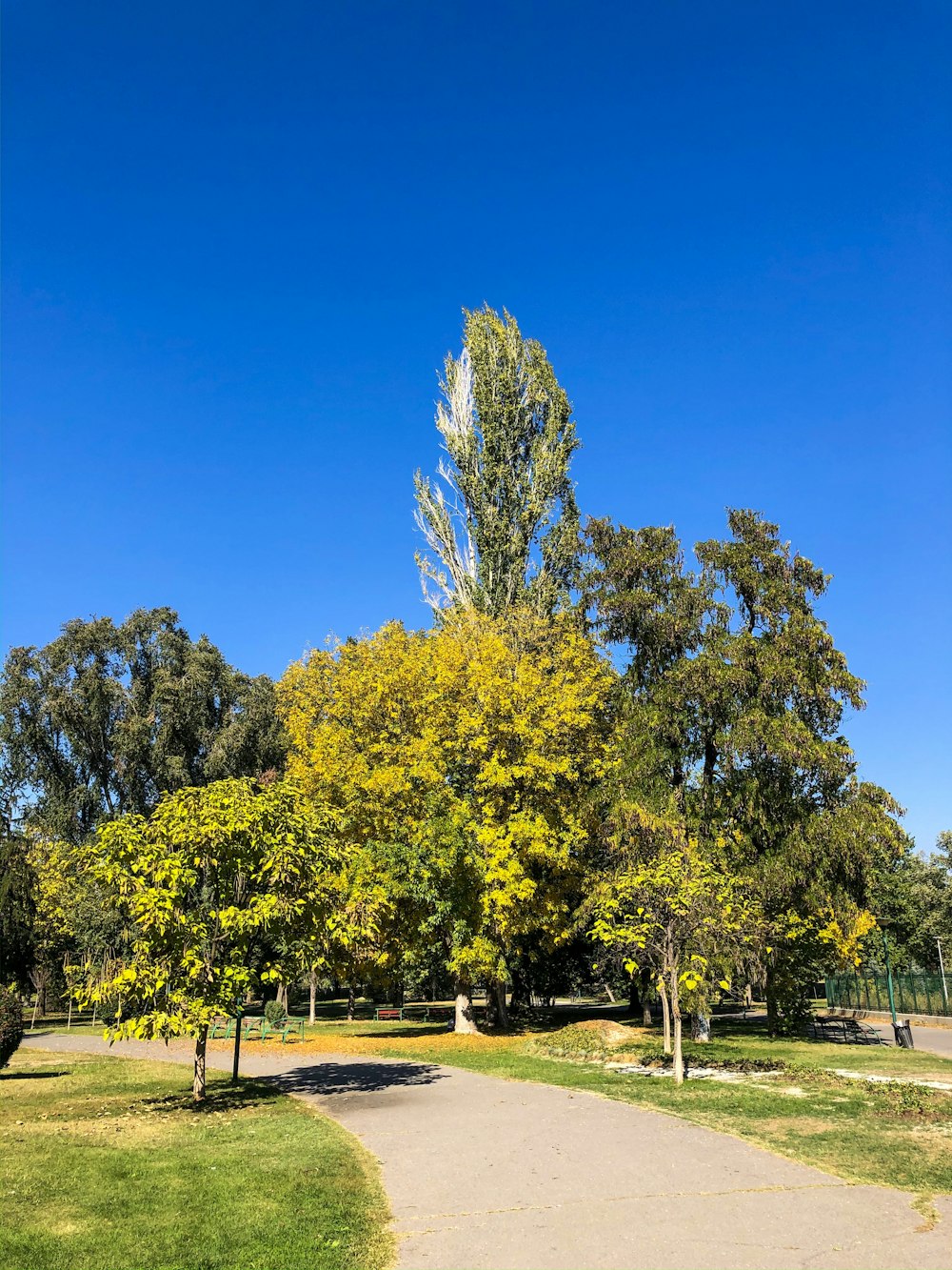 green tress and grass