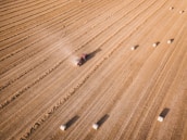 Aerial view of a large, flat agricultural field with a tractor harvesting crops. The field is divided into parallel rows with rectangular hay bales scattered across the landscape. Dust trails behind the moving tractor, highlighting the dry conditions.
