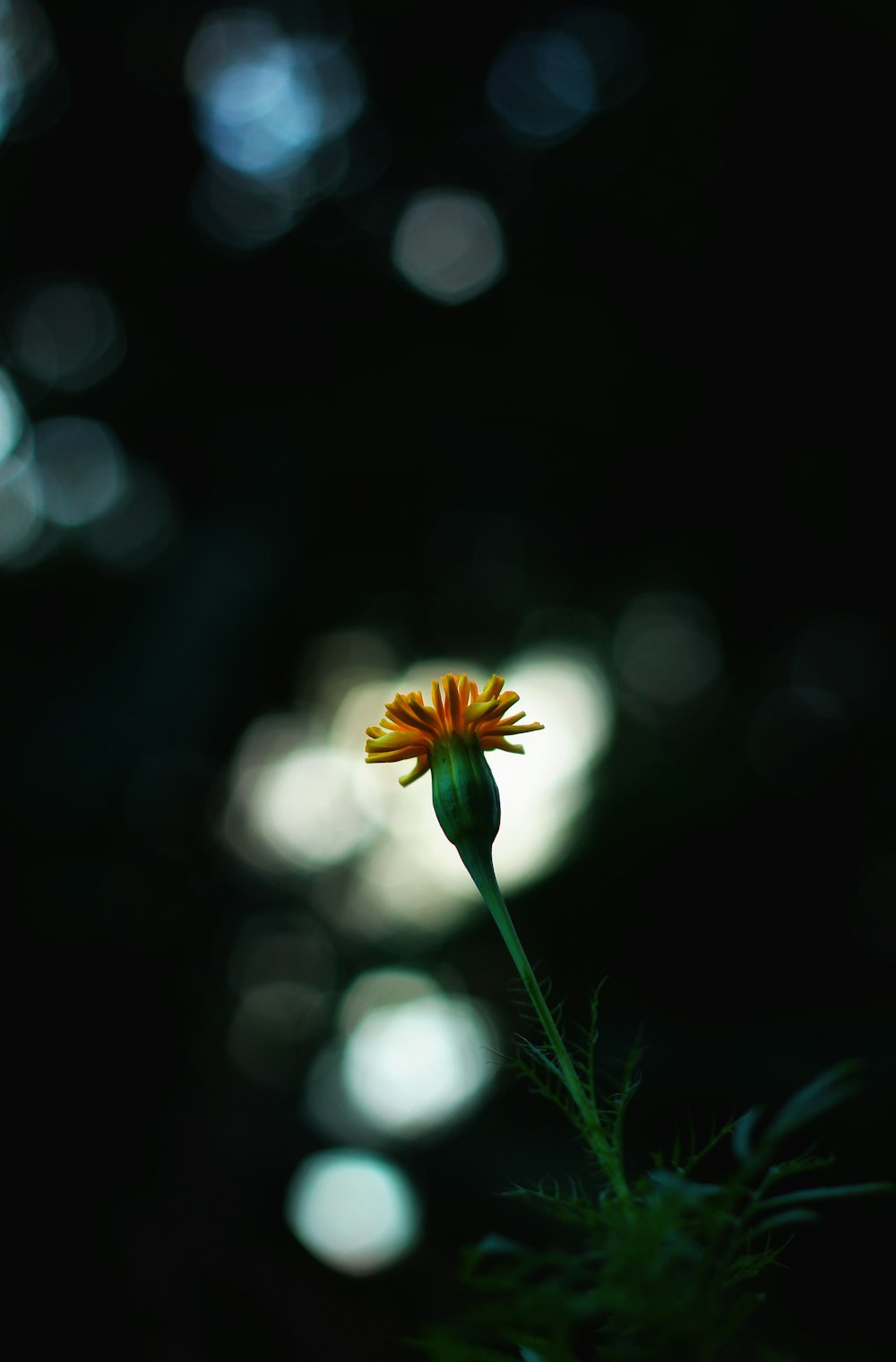 yellow and orange flower