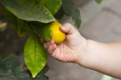 Hands gently holding freshly picked lemons with green leaves.
