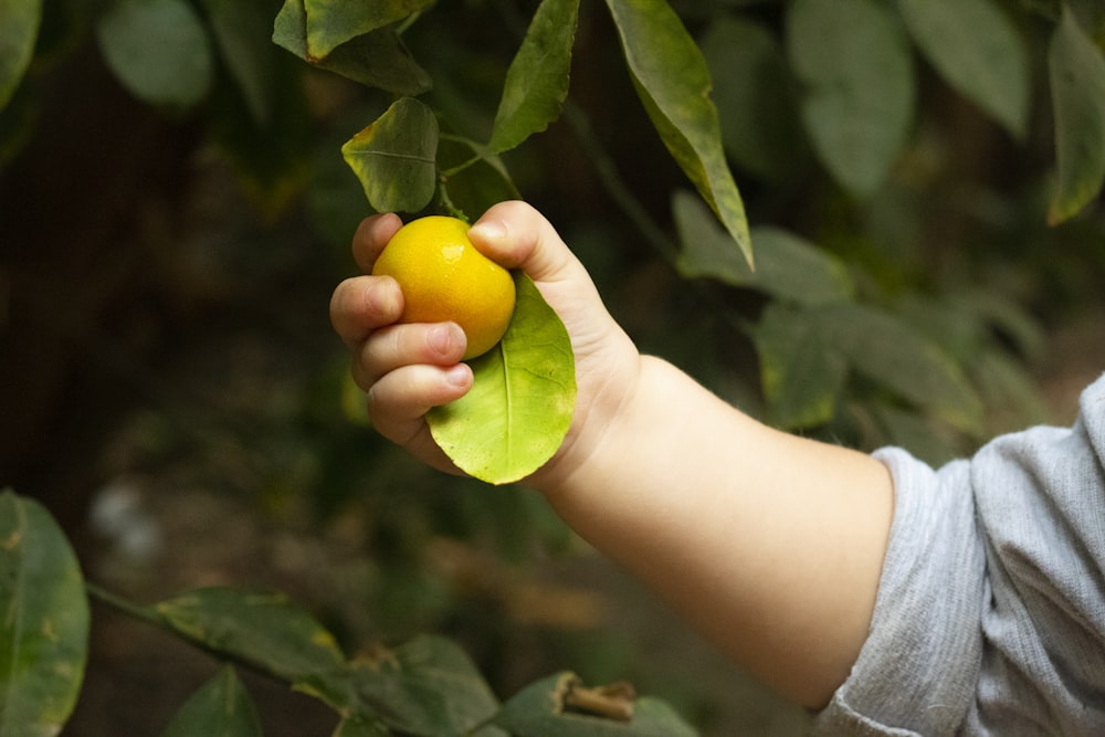 round yellow fruit