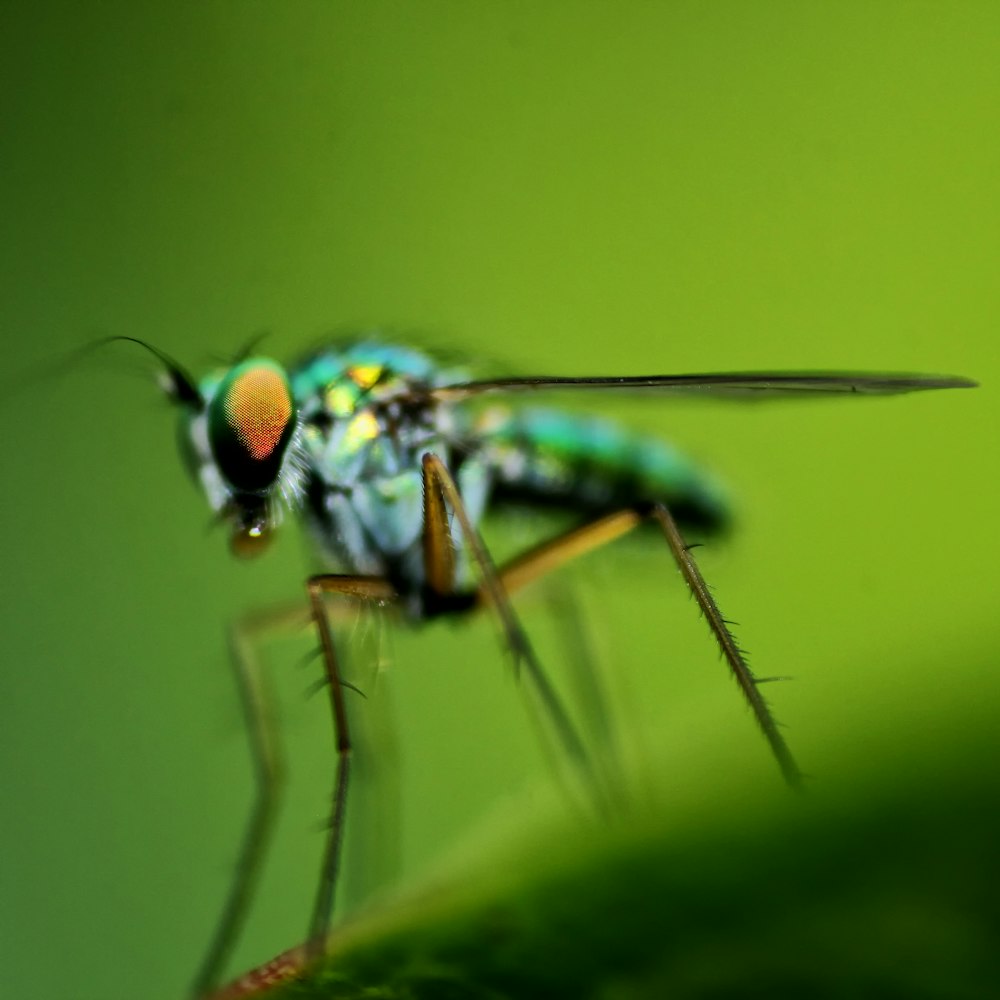 Grüne Libelle