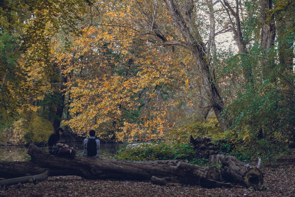 person sitting on log