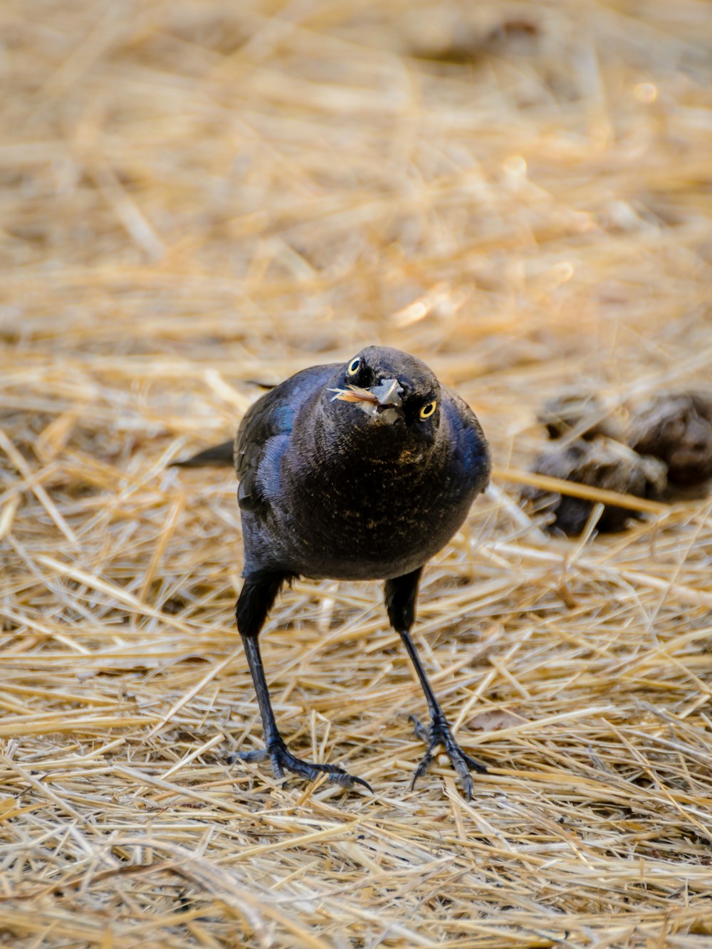 black crow on brown hay