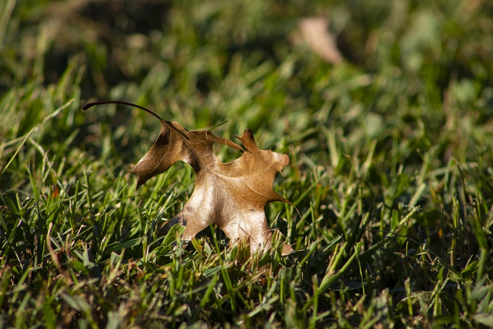 brown leaf