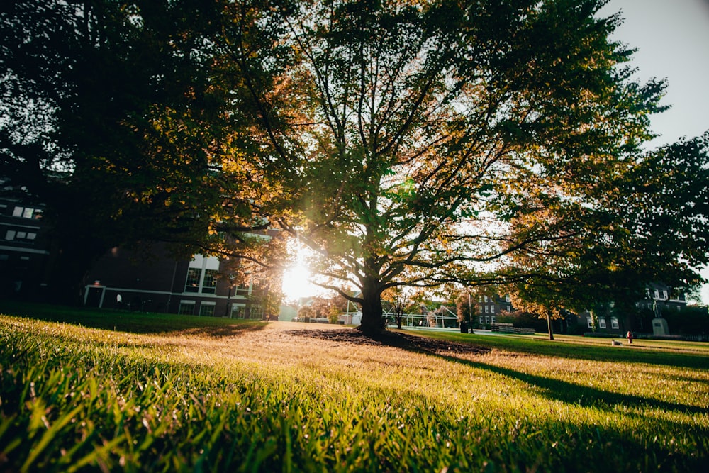 green-leafed tree