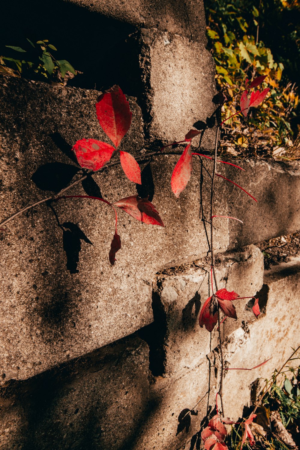 red leaves