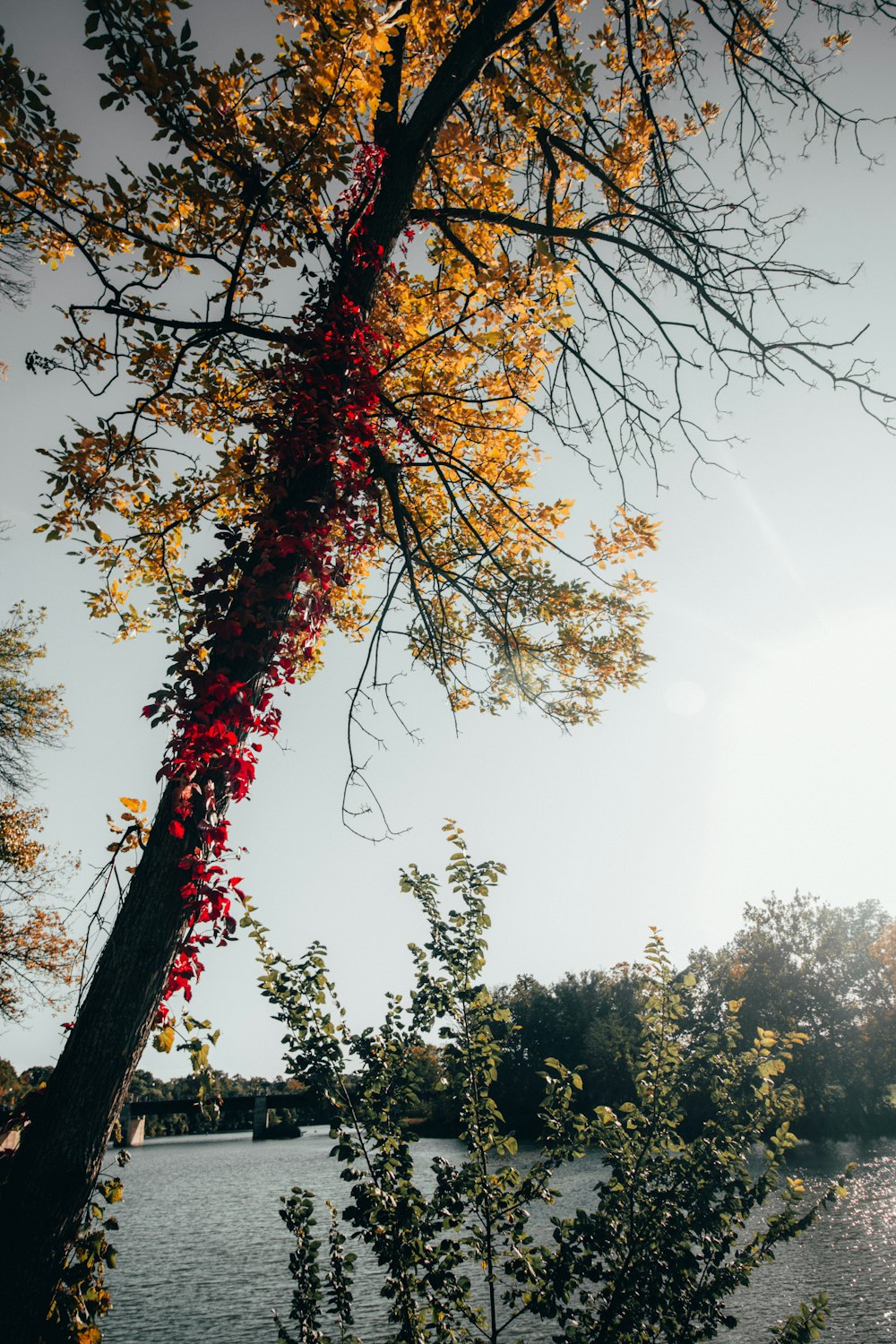 yellow-leafed tree